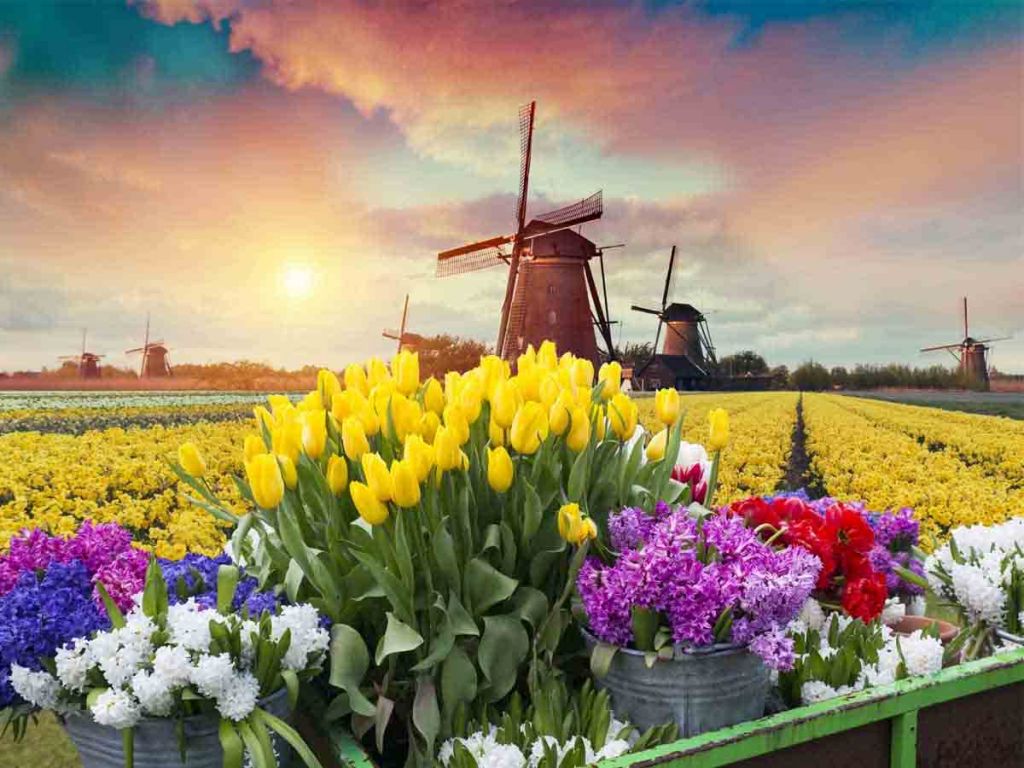 Nederlands landschap met tulpen en molens.